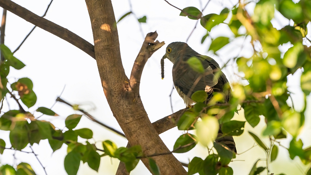 Common Hawk Cuckoo